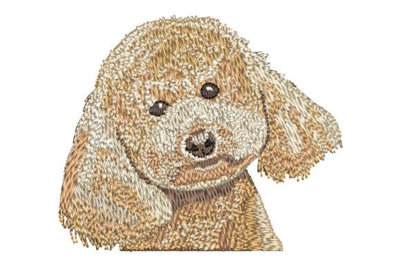 Apricot Poodle